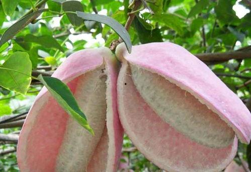 体凉可以吃八月瓜吗,八月瓜的适宜享用指南