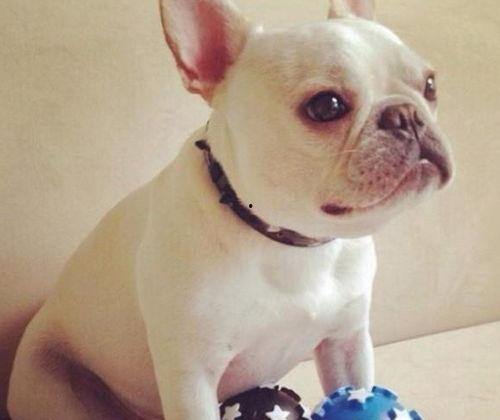 动物合体带你吃瓜,一场别开生面的吃瓜盛宴