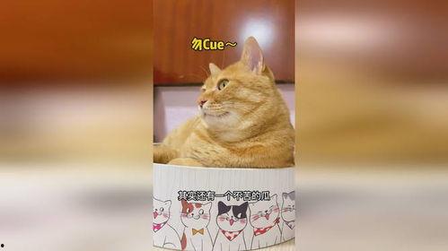 猫可以吃瓜红,揭秘猫咪的美食新宠