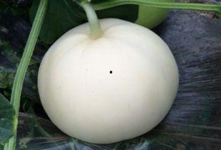 吃梨瓜便秘,健康生活新选择