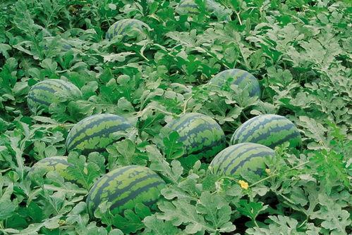 厦门农商行吃瓜,揭秘背后真相与影响