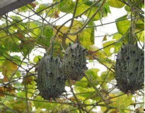 孕妇可以吃刺角瓜,刺角瓜的营养与美味