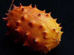 孕妇可以吃刺角瓜,刺角瓜的营养与美味