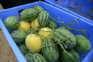 在韩国吃瓜群,吃瓜群里的热门话题与幕后故事