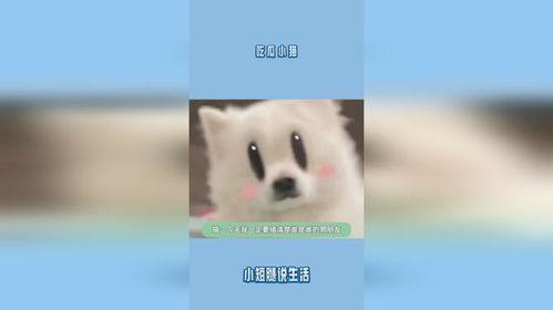 小猫被迫吃瓜