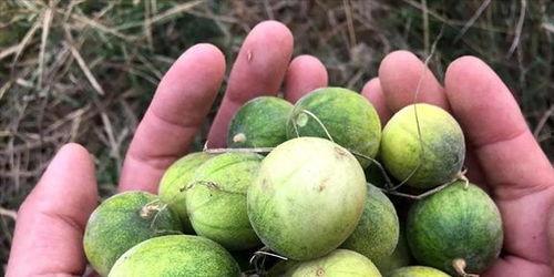 屎瓜可以吃么,揭秘其食用价值与食用方法