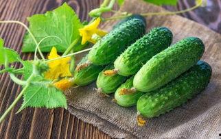 大角瓜怎么吃才好吃,大角瓜美味食法大揭秘