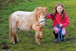 暴躁小马吃瓜,揭秘网络红人的爆笑日常